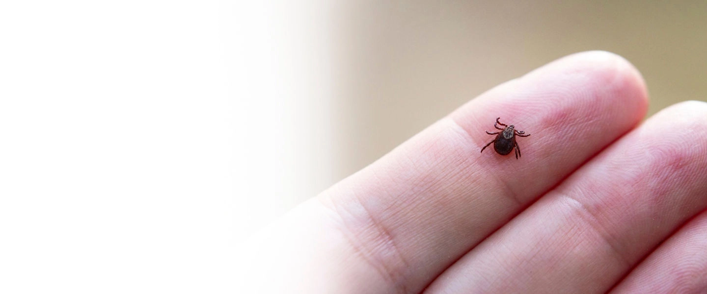 Прививка от клеща.<br> Шаг к безопасному лету для всей семьи.